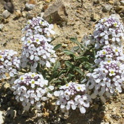 Flora of Cappadocia