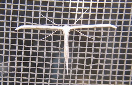 plume moth[lang=de]Federmotte[/lang]